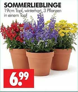 SOMMERLIEBLINGE