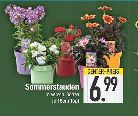 Sommerstauden