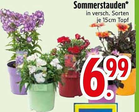 Sommerstauden* in versch. Sorten je 15cm Topf