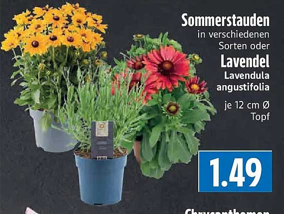 Sommerstauden in verschiedenen Sorten oder Lavendel Lavendula angustifolia je 12 cm Ø Topf