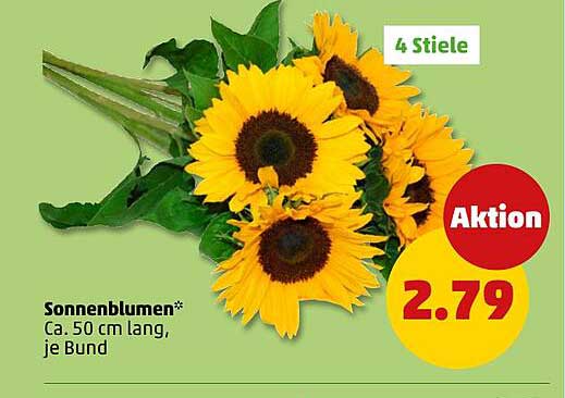 Sonnenblumen*