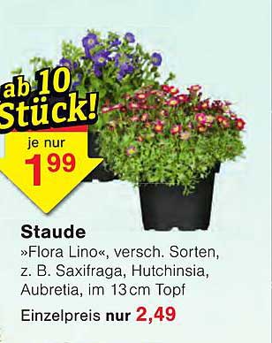 Staude »Flora Lino«, versch. Sorten, z. B. Saxifraga, Hutchinsia, Aubretia, im 13 cm Topf