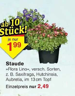 Staude »Flora Lino«, versch. Sorten, z. B. Saxifraga, Huthinsia, Aubretia, im 13 cm Topf