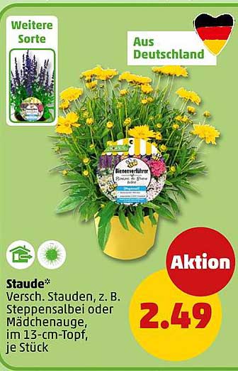 Staude* Versch. Stauden, z. B. Steppenalbei oder Mädchenauge, im 13-cm-Topf, je Stück
