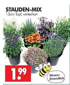 STAUDEN-MIX 13cm Topf, winterhart