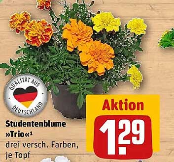 Studentenblume »Trio« 1 drei versch. Farben, je Topf