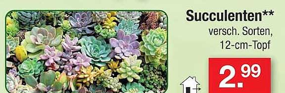 Sukkulenten** versch. Sorten, 12-cm-Topf
