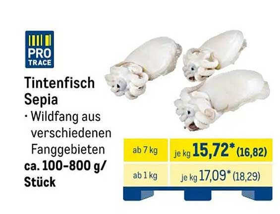 Tintenfisch Sepia