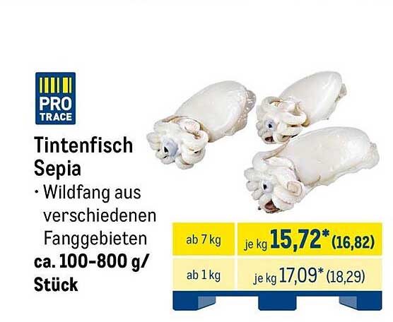 Tintenfisch Sepia