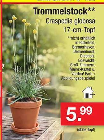 Trommelstock** Craspedia globosa 17-cm-Topf