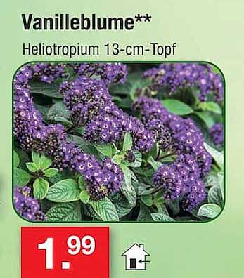 Vanilleblume** Heliotropium 13-cm-Topf