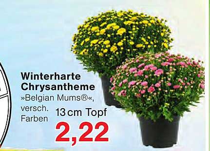 Winterharte Chrysantheme »Belgian Mums®«, versch. Farben 13 cm Topf
