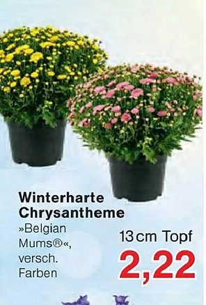 Winterharte Chrysantheme »Belgian Mums®«, versch. Farben 13 cm Topf