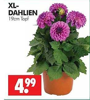 XL-DAHLIEN 19cm Topf