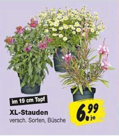 XL-Stauden versch. Sorten, Büsche