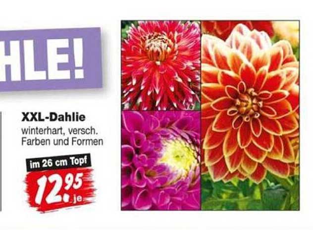 XXL-Dahlie winterhart, versch. Farben und Formen