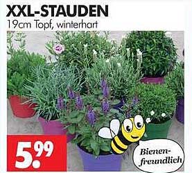 XXL-STAUDEN