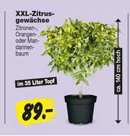 XXL-Zitrusgewächse Zitronen-, Orangen- oder Mandarinenbaum