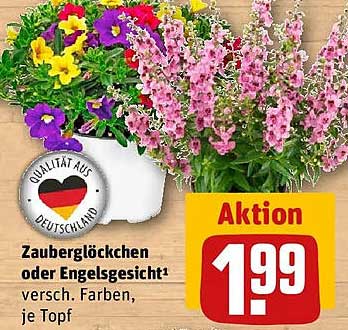 Zauberglöckchen oder Engelsgesicht¹ versch. Farben, je Topf