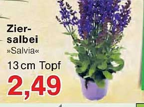 Zier-salbei »Salvia« 13 cm Topf