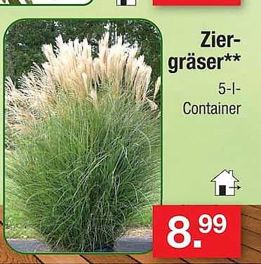 Ziergräser** 5-l-Container