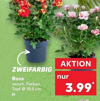 ZWEIFARBIG Rose versch. Farben, Topf Ø 10,5 cm je
