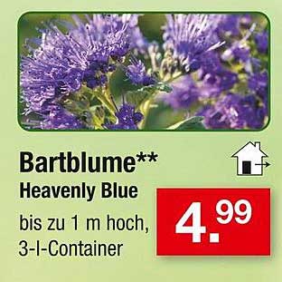 Bartblume** Heavenly Blue bis zu 1 m hoch, 3-I-Container