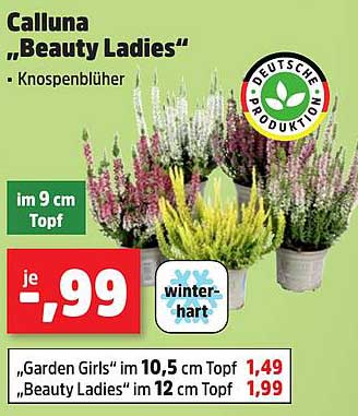 Calluna "Beauty Ladies" – Knospenblüher im 12 cm Topf