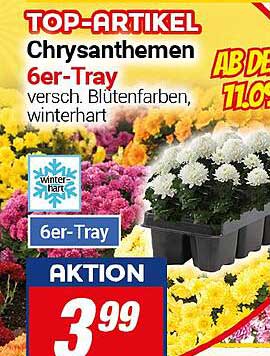 Chrysanthemen 6er-Tray – verschiedene Blütenfarben, winterhart