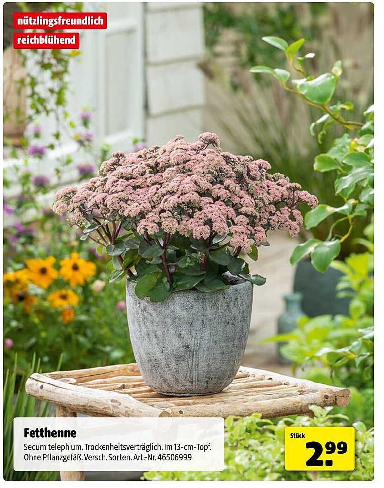 Fett-Henne (Sedum telephium) – Wunderschön blühende Sukkulente im 13-cm-Topf