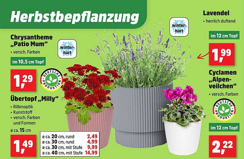 Herbstbepflanzung: Chrysantheme „Patio Mum“, Lavendel und Cyclamen „Alpenveilchen“