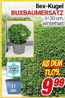 Ilex-Kugel Buxbaumsatz H 30 cm, winterhart
