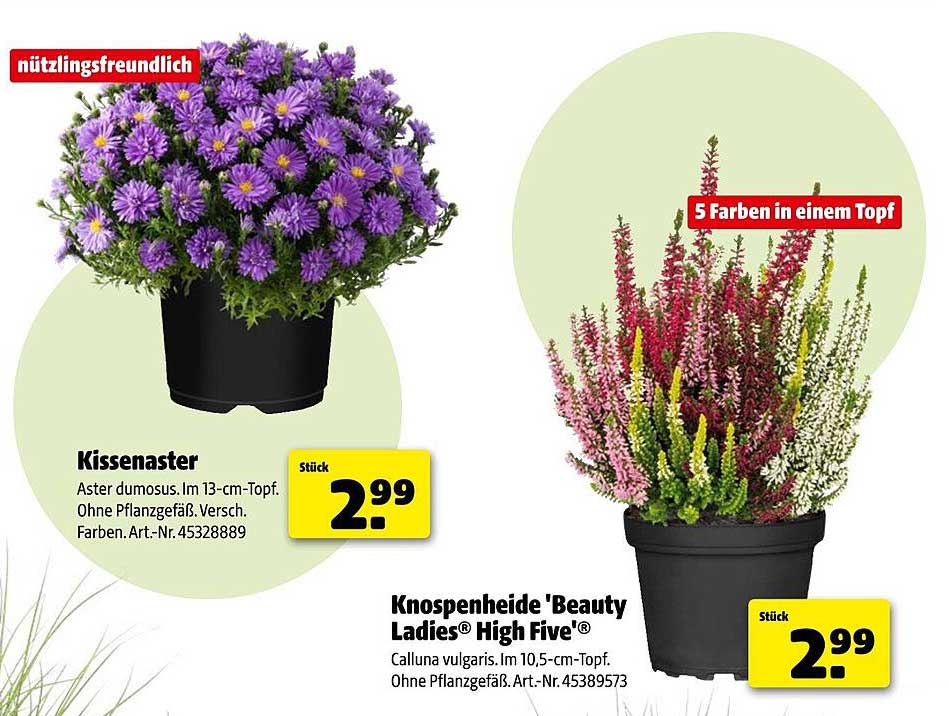 Kissenaster und Knospenheide 'Beauty Ladies® High Five®'