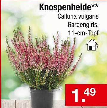 Knospenheide** Calluna vulgaris Gardengirls, 11-cm-Topf