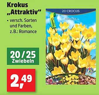 Krokus "Attraktiv" - 20/25 Zwiebeln