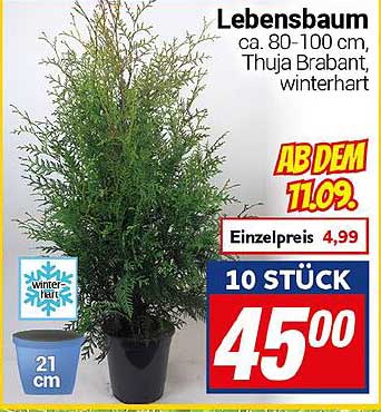 Lebensbaum ca. 80-100 cm, Thuja Brabant, winterhart