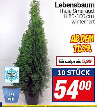 Lebensbaum Thuja Smaragd, H 80-100 cm, winterhart