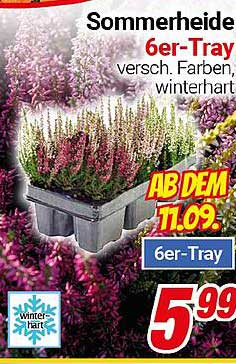 Sommerheide 6er-Tray – vielseitige Farben und winterhart