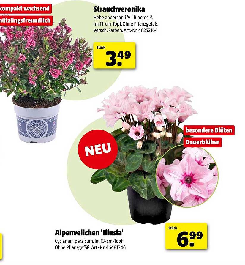 Strauchveronika Hebe andersonii 'All Blooms®' und Alpenveilchen 'Illusia'