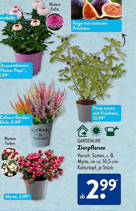Zierpflanze, verschiedene Sorten wie Myrte, ab 2,99*
