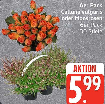 6er Pack Calluna vulgaris oder Moosrosen