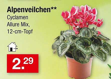 Alpenveilchen - Cyclamen Allure Mix, 12-cm-Topf