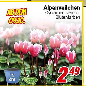 Alpenveilchen - Cyclamen in verschiedenen Blütenfarben