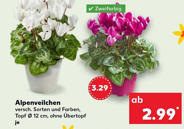 Alpenveilchen, verschieden Sorten und Farben, Topf Ø 12 cm, ohne Übertopf
