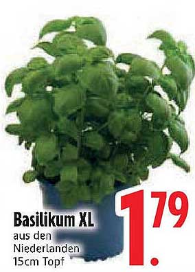 Basilikum XL aus den Niederlanden - 15cm Topf