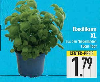 Basilikum XL - Frisch aus den Niederlanden