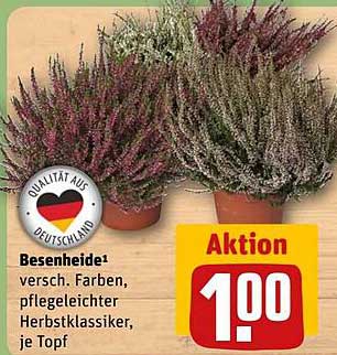 Besenheide in verschiedenen Farben, pflegeleichter Herbstklassiker