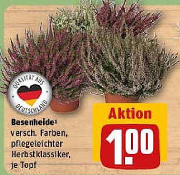 Besenheide - verschiedene Farben, pflegeleichter Herbstklassiker