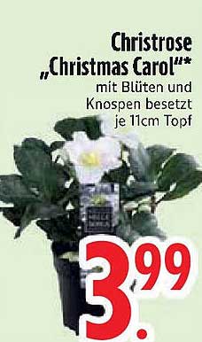 Christrose „Christmas Carol“ mit Blüten und Knospen besetzt im 11cm Topf