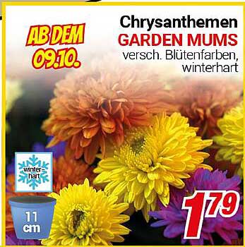 Chrysanthemen GARDEN MUMS – verschiedene Blütenfarben, winterhart